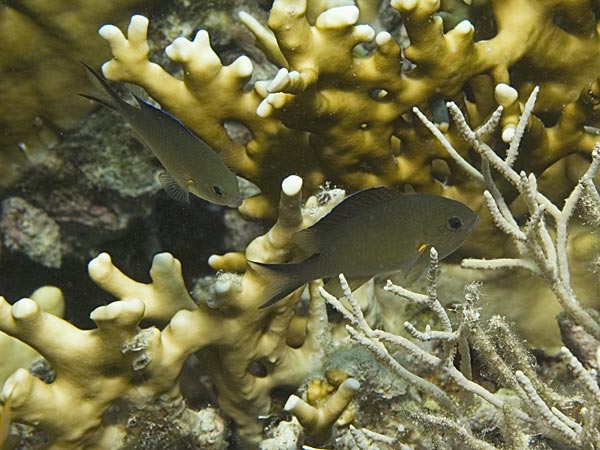 Chromis flavaxilla